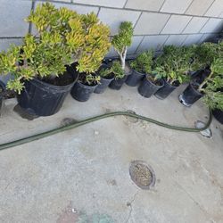 Jade Plants