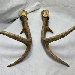 Pair 2x Mule Buck Deer Antlers Horns Man Cave Decor Crafting Craft Jewelry Knife Handles Log Cabin Decoration Taxidermy