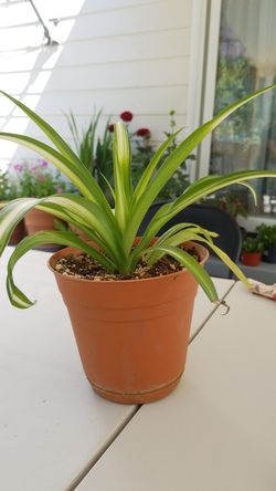 Spider Plant Care (Chlorophytum Comosum