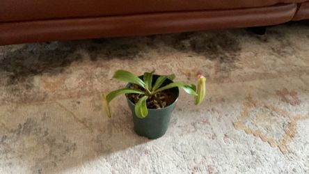 Neptunes pitcher plant