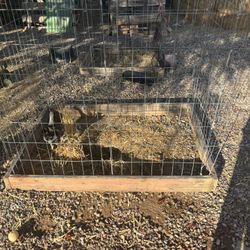 Chicken Cages For Sale 