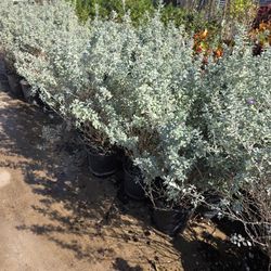 Texas Sage 3gallones 3ft Tall Flowers Purple 