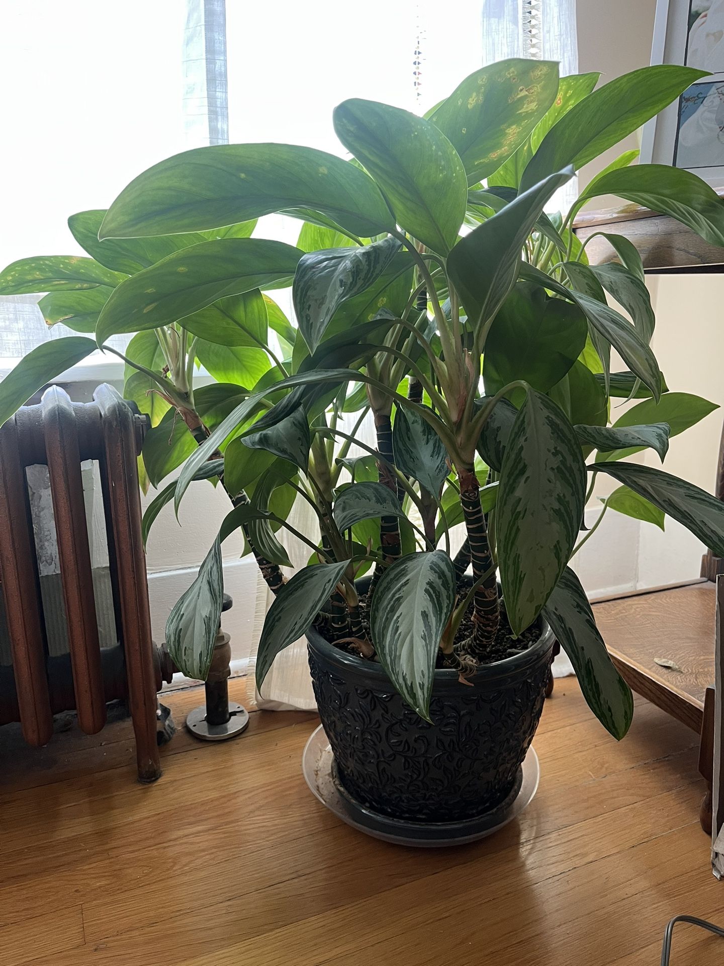 Plant With Ceramic Pot