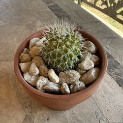 Tiny Cactus 