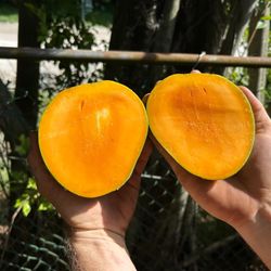 Mango tree (Peach Cobbler Variety) 