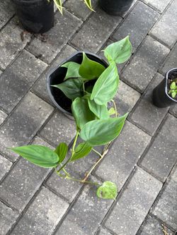 Heartleaf Philodendron Live Plant