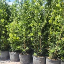 Spectacular Podocarpus Plants For Inmediate Privacy!!! About 6 Feet Tall!!! Fertilized 