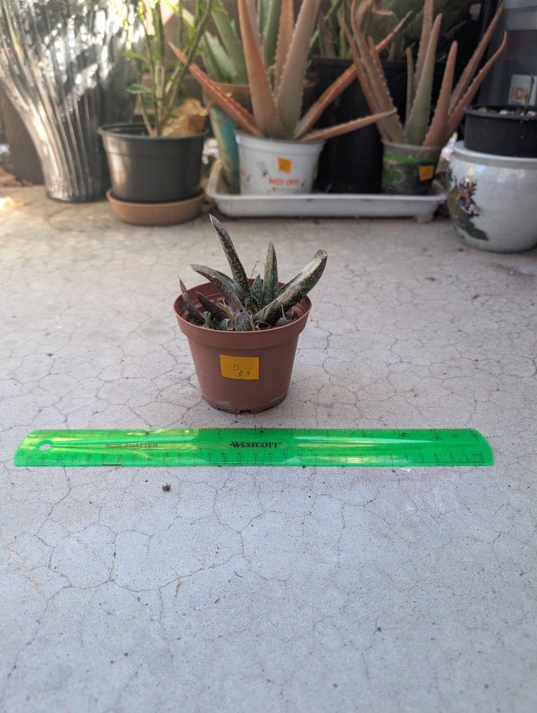 Green Dragon Gasteria 5