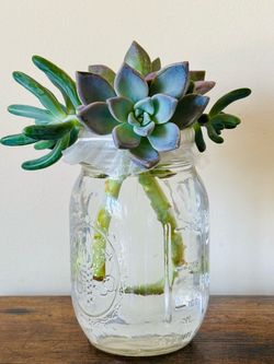 Succulents Mason Jar Variety