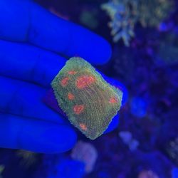 Fake 3G Mummy Eye Aquarium Decoration