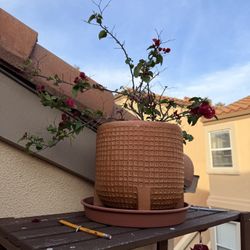 Red Leafed Plant w/ Pot