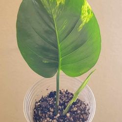 Hawaiian Pothos Starter Plant 