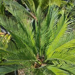 Sago Palm Tree $225