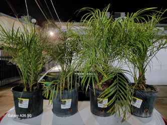 Plants/trees
