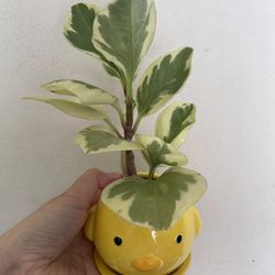 Variegated Pepperomia Plant With Cute Pot