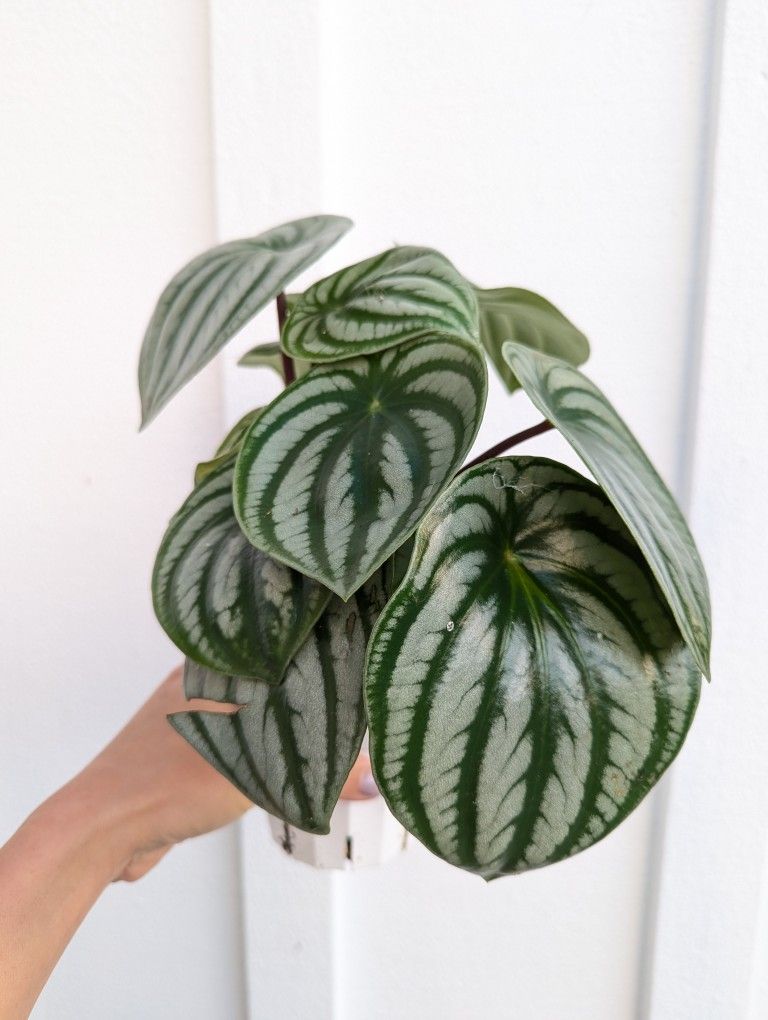 Pepperomia Watermelon Plant 4" Pot - Indoor House Plants