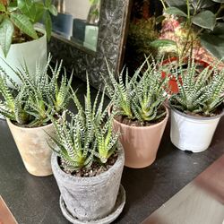 RARE♥️Gorgeous♥️ZEBRA🦓 Haworthia: Plant🙏PLS READ DESCRIPTION 