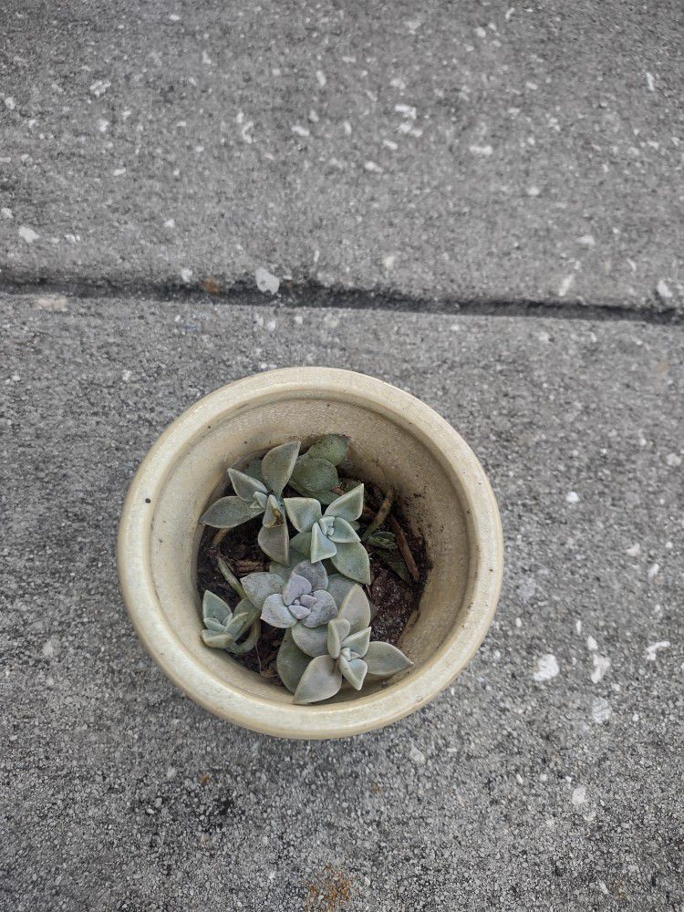 Green Succulent Pot 3.5 Diameter 