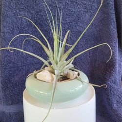 AIR PLANT 