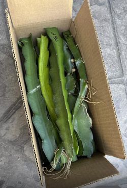 Dragon Fruit Cuttings 🌵While Supply Last !!