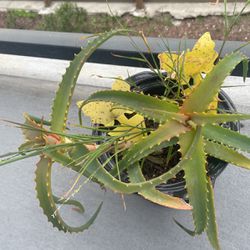 Aloe Plant with Pot