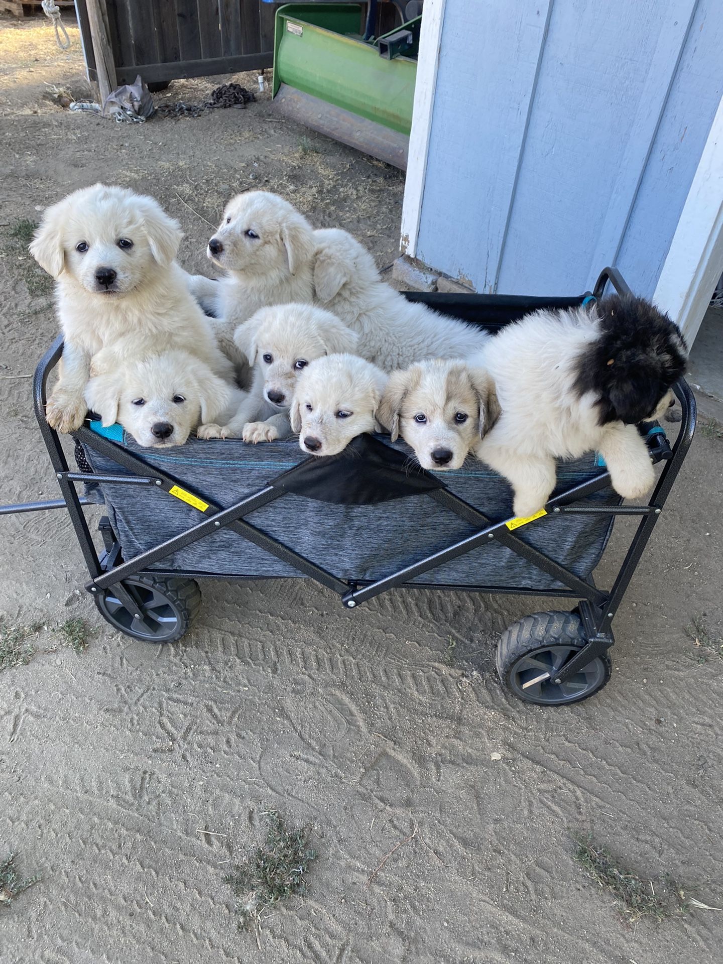 Great Pyrenees Puppies Need A Forever Home!