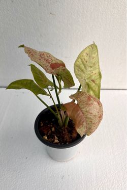 Syngonium Confetti
