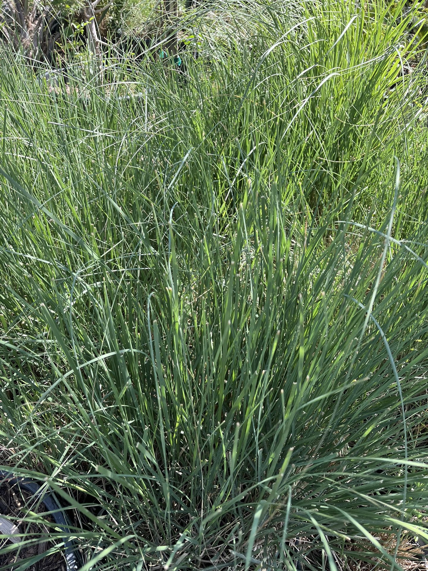 Pampas’s Grass