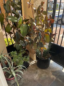 Large Ficus Plants in Pots