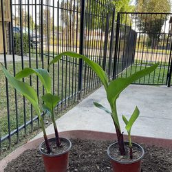 Canna Lily $8