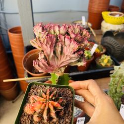 2 Cactus Euphorbia Crest + Gymnocalycium $60