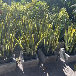 Laurentii & Zeylanica Snake Plants In 3 gls Pot.SPECIAL PRICE🤩