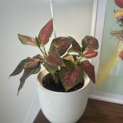 Healthy Chinese Evergreen