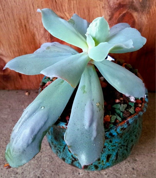 RARE! Potted Echeveria Culibra 