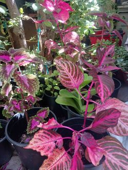 Many diferents plants