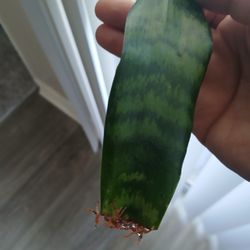 10$ Snake Plant Rooted