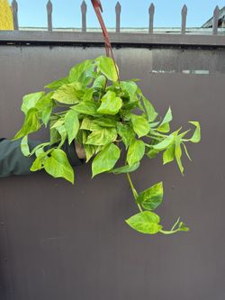 6” Pothos Neón Queen High Voltage 