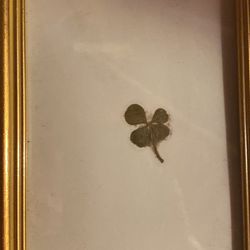 Vintage Lucky Four Leaf Clover Real in frame 5x7