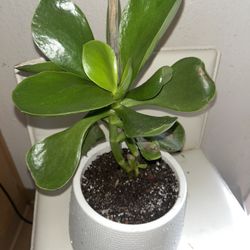 Succulent In White Pot