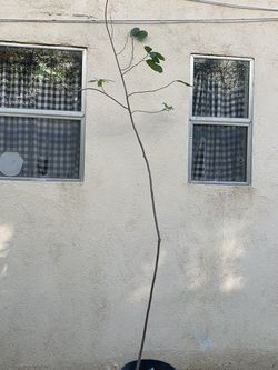 Chirimoya Tree 🌲, Árbol De Chirimoya