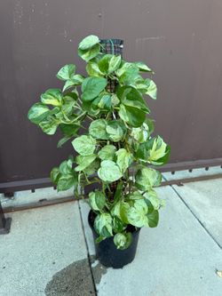 10” manjula pothos