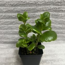 A Live Blossfeldiana Plant 