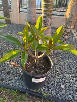 Plumeria bote de 5 galones