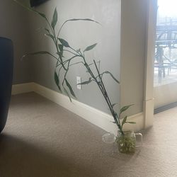 Bamboo Plant With Glass Teapot