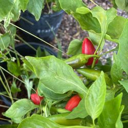 Chile Jalapeño Plant