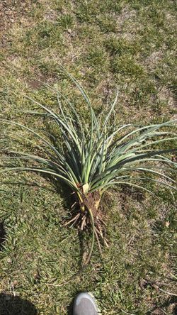 5 gallon  red yucca