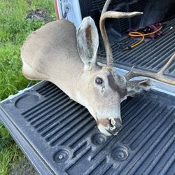 Taxidermy Deer Head