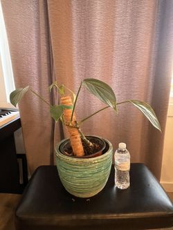 Rhaphidaphora Decursiva in 10” Ceramic pot 