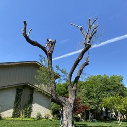 GOOD PRICES ON TREE 🌲