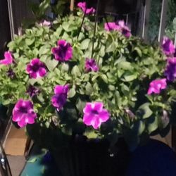 Hanging Baskets